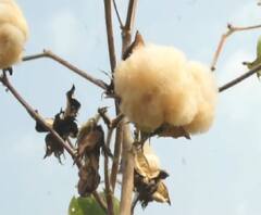 Colour cotton | अकोल्यात रंगीत कापसाचा प्रयोग | ABP Majha