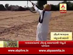 બનાસકાંઠાઃ બંદૂકથી ફાયરિંગ કરી તીડને ભગાડવાનો પ્રયાસ, જુઓ વીડિયો