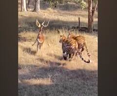 4 Tigers Hunting Deer | चार वाघ मिळून एका हरणाची शिकार करतात तेव्हा... | ABP Majha
