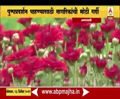 Flower Exhibition | अमरावतीत शेवंतीच्या पुष्पप्रदर्शनाचं आयोजन | ABP Majha