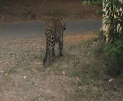 Lepord Spotted | औरंगाबादच्या एन-1 भागात बिबट्या आढळला | ABP Majha