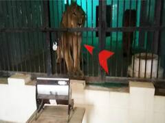 Cold Wave: Heaters installed in Etawah Lion Safari