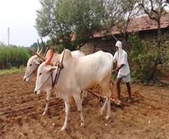 Special Report | शेतकऱ्यांसाठी खुशखबर! राज्यात लवकरच शेतकरी कर्ज माफी होण्याची शक्यता | ABP Majha