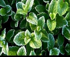 Nashik | नाशिकमधील निफाडचा पारा 2.4 अंशावर, यंदाच्या मोसमातील निचांकी पारा | ABP Majha