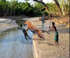 বাঘের সঙ্গে লড়াই করে মৎস্যজীবীকে উদ্ধার বাবা-ভাইয়ের, গ্রামে আনার সময় মৃত্যু