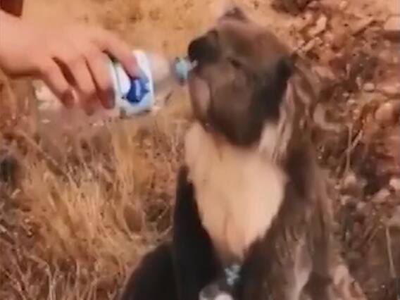 ऑस्ट्रेलिया में जंगल की आग पर अब तक काबू नहीं, प्यासे कोआला की वीडियो वायरल