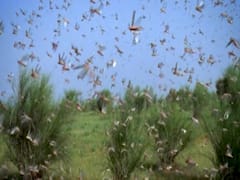 Farmers of Rajasthan struggling from locust attack | Ghanti Bajao