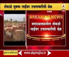 Cattle School | मराठवाड्यातील सव्वाशे गोवंश शाळा संकटात | ABP Majha