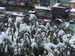 Fresh snowfall in Shimla brings joy to tourists