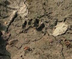 Reporter Stories: ফের নদিয়ার শান্তিপুরের ফুলিয়াপাড়ায় অজানা জন্তুর পায়ের ছাপ ঘিরে আতঙ্ক, মেছো বিড়াল বলে অনুমান বন দফতরের