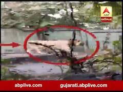 જૂનાગઢઃ સિંહણને મળવા સક્કરબાગ ઝૂમાં ઘૂસી ગયો સિંહ, જુઓ વીડિયો