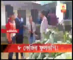 কেঁচো সারে কামাল! ৮ কেজি ওজনের ফুলকপি ফলালেন জলপাইগুড়ির আমবাড়ির কৃষক