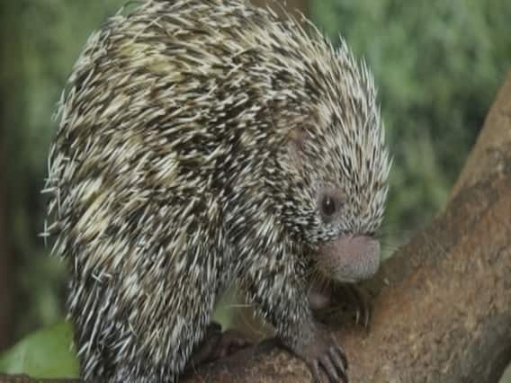 વડોદરાઃ તાંત્રિકવિધિ માટે સેળો વેચવા જતા ચારની ધરપકડ, જુઓ વીડિયો