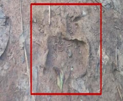 ঘাটশিলায় বাঘের আতঙ্ক, ঝাড়গ্রামে পাওয়া বাঘের পায়ের ছাপের সঙ্গে মিল, অনুমান বন দফতরের