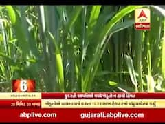 રાજ્યમાં રવી પાકનું વાવેતર 127 ટકાને પાર, જુઓ વીડિયો