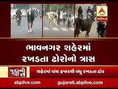 મુદ્દાની વાતઃ ભાવનગરમાં રખડતા ઢોરોનો ત્રાસ, જુઓ અહેવાલ