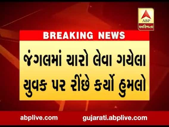 બનાસકાંઠાઃ અમીરગઢમાં યુવક પર રીંછનો હુમલો, જુઓ વીડિયો