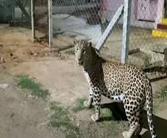 Leopard | चंद्रपुरातल्या आयुध निर्माणी कारखान्याच्या परिसरात पुन्हा बिबट्यांचा वावर | ABP Majha
