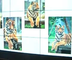 Special Report | 'साहेबराव'ला कृत्रिम पंजा, जगातला पहिला प्रयोग यशस्वी, पण साहेबरावची 'ती' चूक नडली | ABP Majha