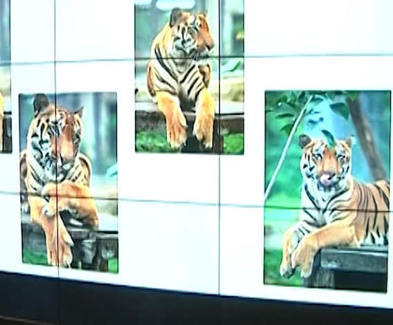 Special Report | 'साहेबराव'ला कृत्रिम पंजा, जगातला पहिला प्रयोग यशस्वी, पण साहेबरावची 'ती' चूक नडली | ABP Majha