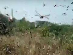 टिड्डी से लड़ता किसान... सिस्टम कब करेगा समाधान? | Ghanti Bajao