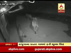 અમરેલીઃ રાજુલાના કાતર ગામમાં સિંહની લટાર, સામે આવ્યા સીસીટીવી