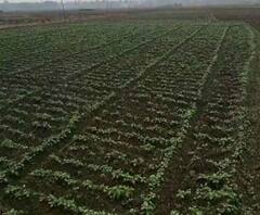 আলু-সবজি থেকে রান্নার গ্যাস - মূল্যবৃদ্ধি নিয়ে নাভিশ্বাস মধ্যবিত্তের