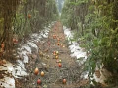 Madhya Pradesh & Maharashtra: Crops wasted due to rain