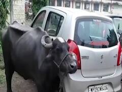 MP woman offers buffalo as bribe to govt officials? | Ghanti Bajao