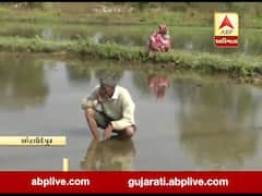છોટાઉદેપુર: સુખી જળાશય યોજના ખેડૂતો માટે બની દુખદાયી, કેનાલોમાં ભંગાણથી ખેતરોમાં ભરાય છે પાણી, જુઓ વીડિયો 