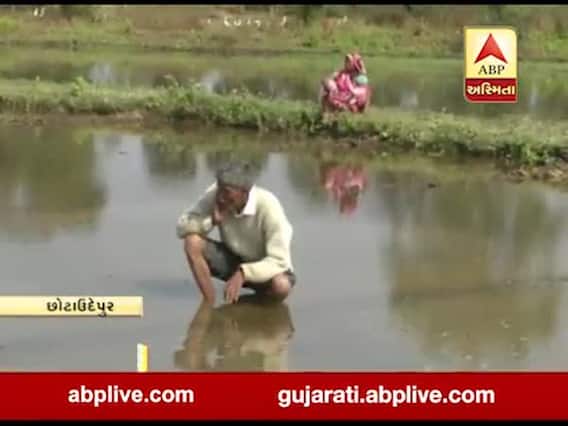 છોટાઉદેપુર: સુખી જળાશય યોજના ખેડૂતો માટે બની દુખદાયી, કેનાલોમાં ભંગાણથી ખેતરોમાં ભરાય છે પાણી, જુઓ વીડિયો 