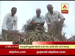 ગુજરાત સરકારે 10 લાખ ખેડૂતોને ચૂકવી કૃષિ સહાય, જુઓ વીડિયો