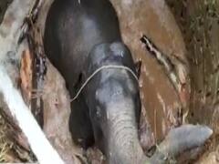 Jharkhand के Gumla में आर्किमिडीज के सिद्धांत ने बचाई हाथी की जान