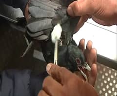 Special Report | पतंगबाजीमुळे पक्ष्यांवर 'संक्रात', नाशिकमध्ये 28 मुके जीव जखमी | ABP Majha 