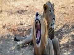 રાજકોટ જિલ્લામાં બે સિંહના ધામા, રાત્રે ખેડૂતોને ખેતરમાં ન જવાની સૂચના, જુઓ વીડિયો