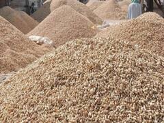 મુદ્દાની વાતઃ મગફળી વેચનારા ખેડૂતોને પડતા પર પાટું, જુઓ અહેવાલ