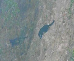 বক্সা ব্যাঘ্র প্রকল্পের জঙ্গলে দেখা মিলল বিলুপ্তপ্রায় দুটি ব্ল্যাক প্যান্থারের