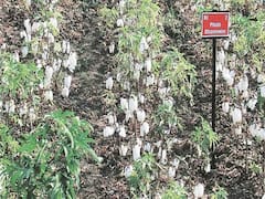 રાજકોટઃ બેડી માર્કેટમાં કપાસની હરાજી ચાર દિવસથી બંધ કરાતાં ખેડૂતો મુશ્કેલીમાં, જુઓ વીડિયો