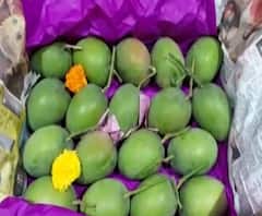 Mango | कोकणचा राजा हापूस आंबा नवी मुंबई एपीएमसी मार्केटमध्ये दाखल | ABP Majha