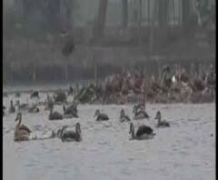 Reporter Stories: ঠাণ্ডা পড়তেই সাঁতরাগাছি ঝিলে পরিযায়ী পাখিদের ভীড়