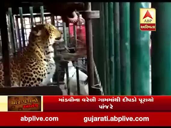 સુરતઃ માંડવીમાં વધુ એક ખુંખાર દીપડો પુરાયો પાંજરે, જુઓ વીડિયો