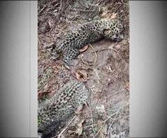 নেওড়া চা বাগানে মিলল ২টি সদ্যোজাত চিতাবাঘ-শাবক