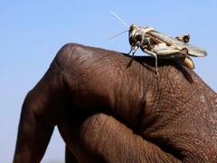 કચ્છઃ અબડાસામાં તીડના ઉપદ્રવને કારણે એરંડા-ઘઉંના પાકને નુકસાનનો ડર, જુઓ વીડિયો