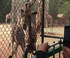 Reporter's Stories: বছরের প্রথম দিনে জমজমাট চিড়িয়াখানা 