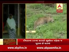 દીપડાની સંખ્યાના નિયંત્રણ માટે કેંદ્ર સરકાર પાસે વન વિભાગે માંગી મંજૂરી, જુઓ વીડિયો