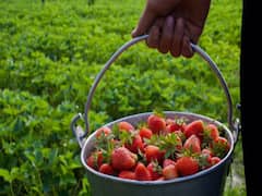 आकर्षक फल Strawberrie बनेगा मुनाफे का जुगाड़, 45 दिन की खेती और मुनाफा जबरदस्त