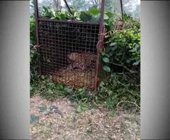 আতঙ্কের অবসান, আলিপুরদুয়ারে চা বাগানে খাঁচাবন্দি চিতাবাঘ