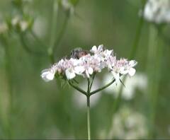 Washim Flowers | चिखली गावातल्या रानात फुलं बहरली, निसर्गाचा अलौकिक आविष्कार 'माझा' वर