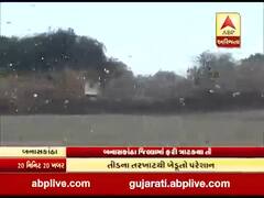 બનાસકાંઠા જિલ્લામાં ફરી ત્રાટક્યા તીડ, જુઓ વીડિયો 