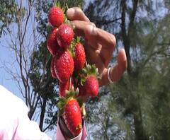 Strawberry Farming | बदलापुरात फुलले स्ट्रॉबेरीचे मळे, पहिल्याच प्रयोगात 350 ग्रॅम उत्पन्न, अनुभव मांजरेकरांचा यशस्वी प्रयोग!